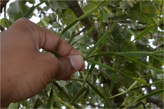 Viscum articulatum